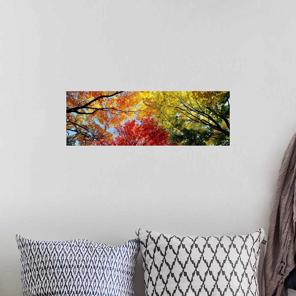 A bohemian room featuring A wide panoramic photograph looking up into a canopy of leaves in autumn.