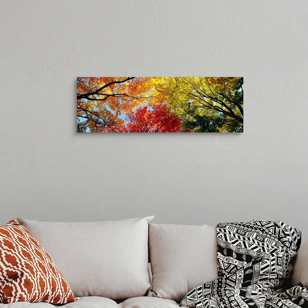 A bohemian room featuring A wide panoramic photograph looking up into a canopy of leaves in autumn.