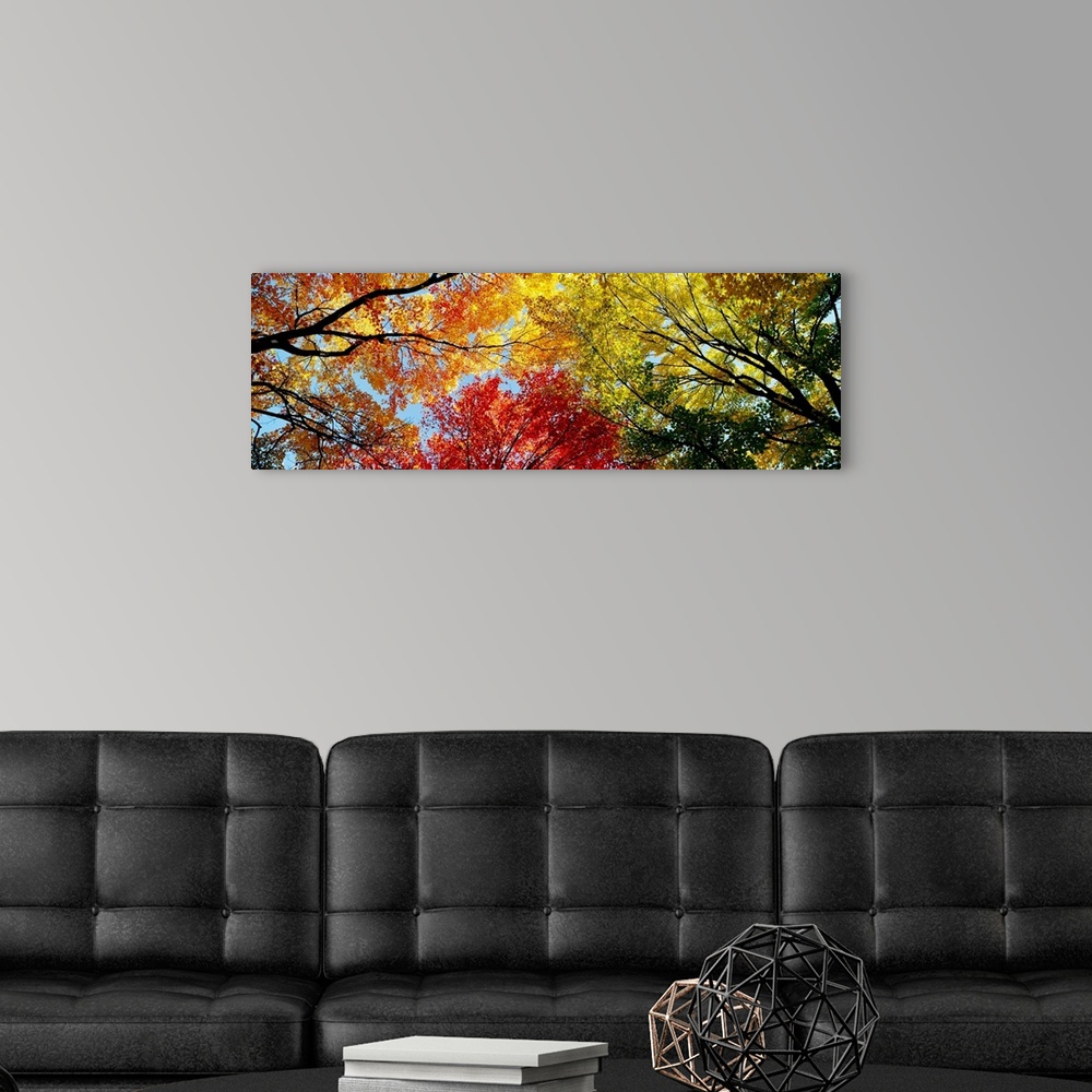 A modern room featuring A wide panoramic photograph looking up into a canopy of leaves in autumn.