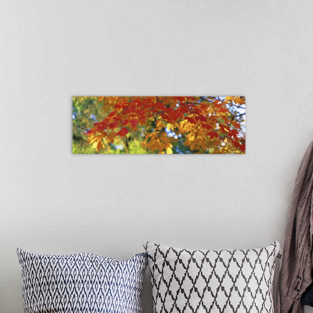 A bohemian room featuring A panoramic photograph of a branch of autumn leaves consisting of several colors.