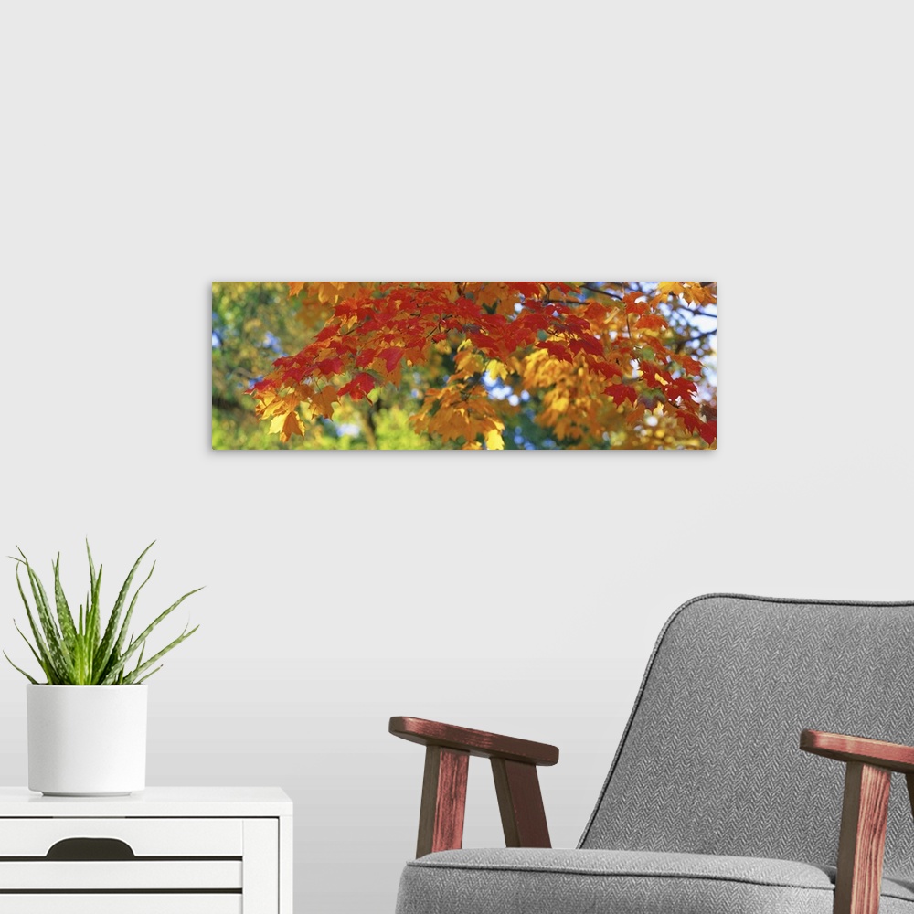 A modern room featuring A panoramic photograph of a branch of autumn leaves consisting of several colors.