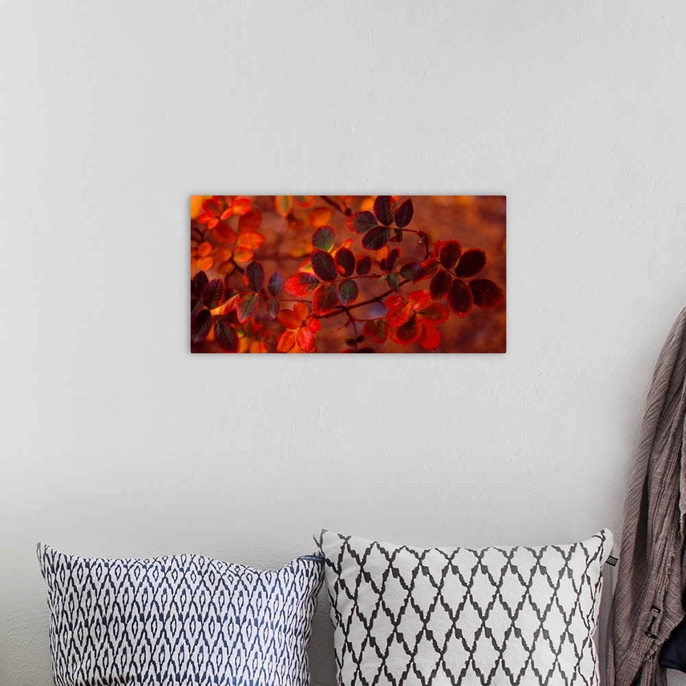 A bohemian room featuring Panoramic photograph of up close branch full of autumn leaves in low lighting.