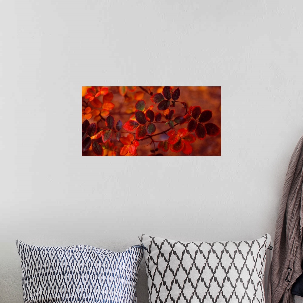 A bohemian room featuring Panoramic photograph of up close branch full of autumn leaves in low lighting.
