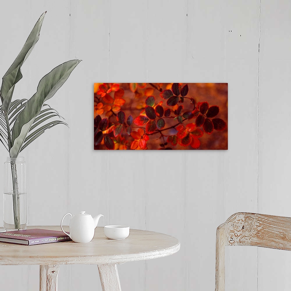 A farmhouse room featuring Panoramic photograph of up close branch full of autumn leaves in low lighting.