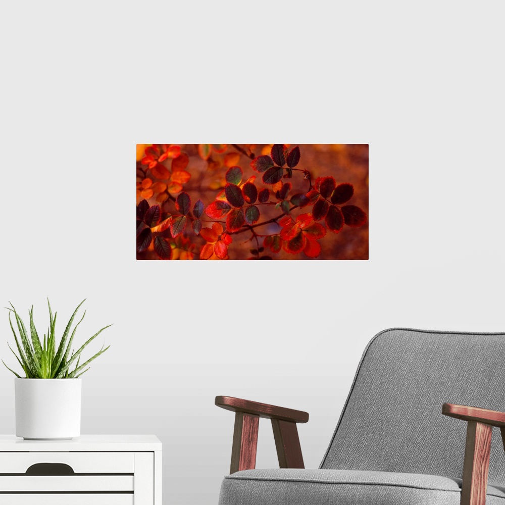 A modern room featuring Panoramic photograph of up close branch full of autumn leaves in low lighting.