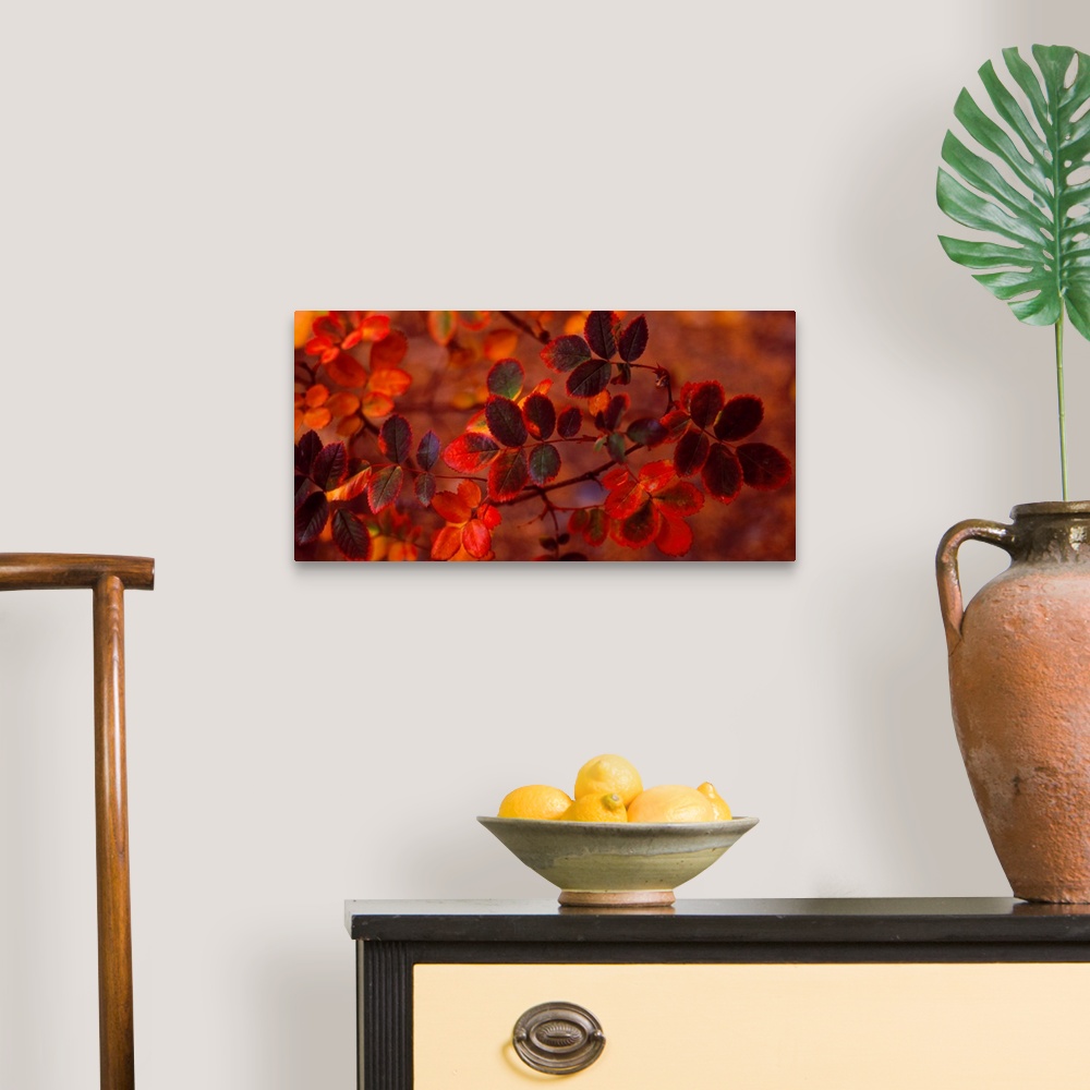 A traditional room featuring Panoramic photograph of up close branch full of autumn leaves in low lighting.