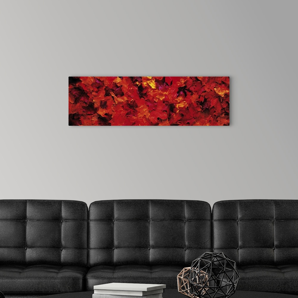 A modern room featuring Fall Maple leaves
