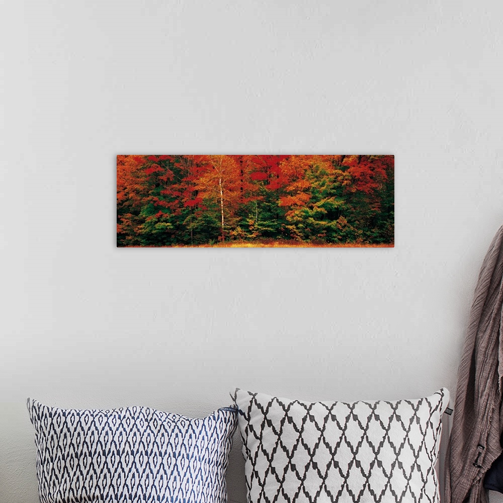 A bohemian room featuring Panoramic photograph of dense forest filled with trees covered in autumn leaves.