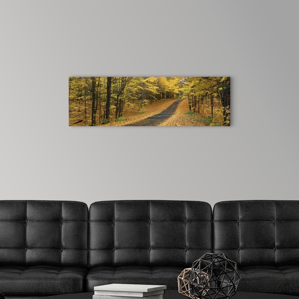 A modern room featuring A road winding through the autumn forest at Emery Park in New York.