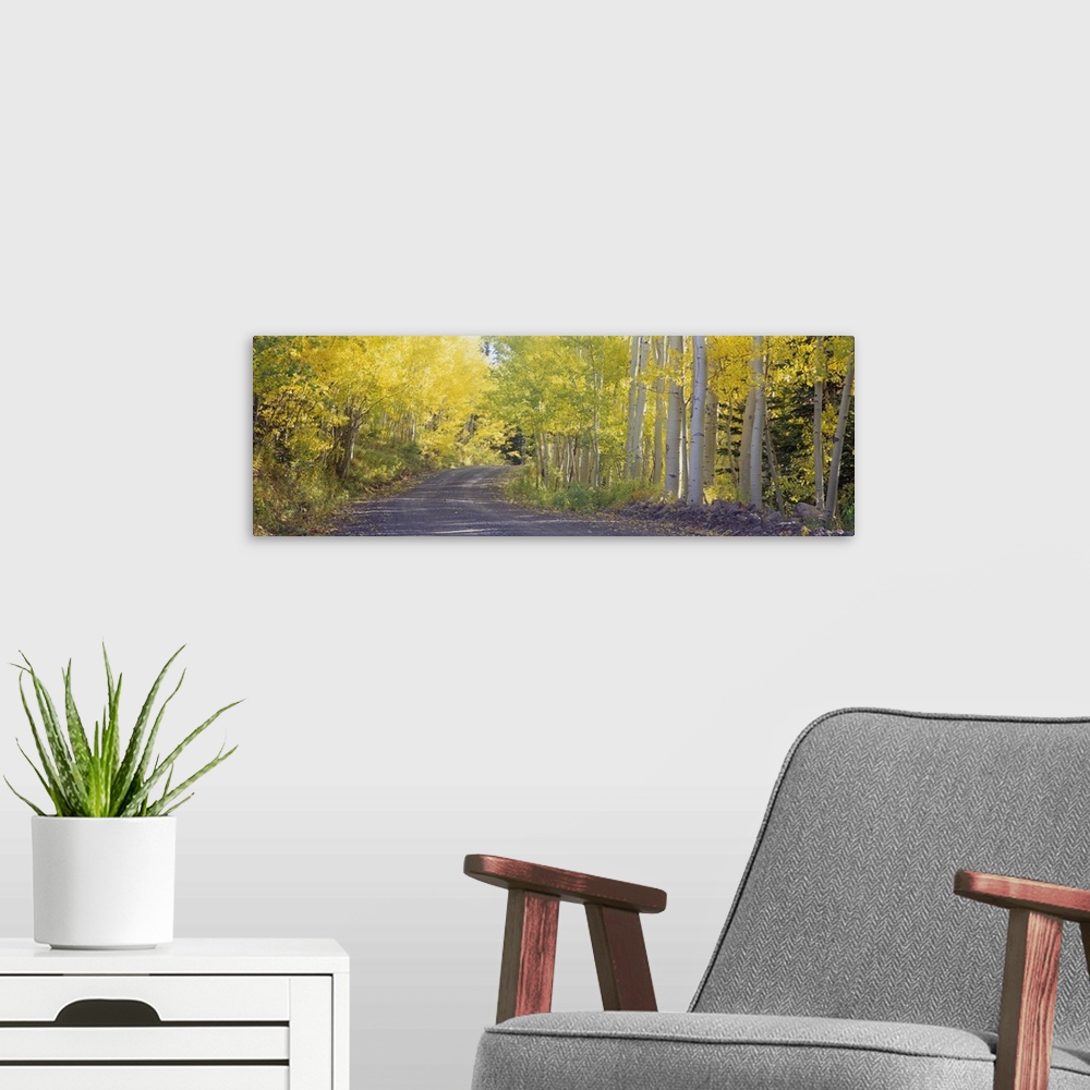 A modern room featuring This large panoramic photograph shows a road that is lined with birch trees that have light green...