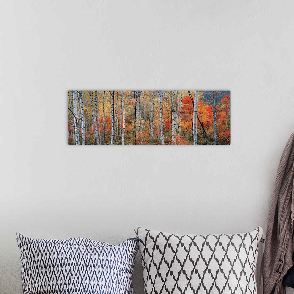 A bohemian room featuring Panoramic photograph of trees in autumn.  Some tree have completely bare branches while others ar...