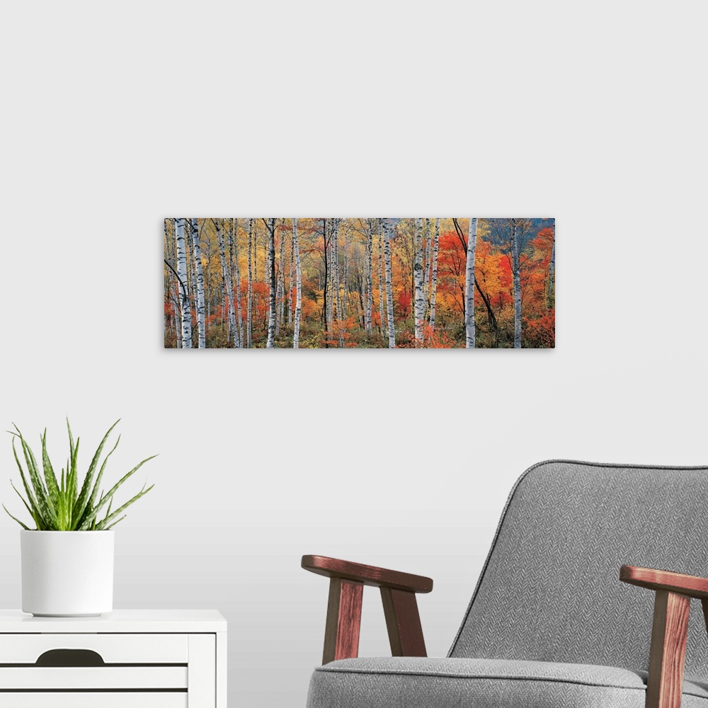 A modern room featuring Panoramic photograph of trees in autumn.  Some tree have completely bare branches while others ar...