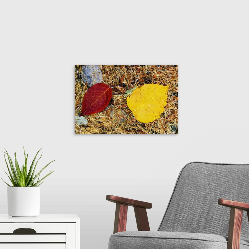 A modern room featuring Fallen autumn color leaves in pine needles, detail, Montana