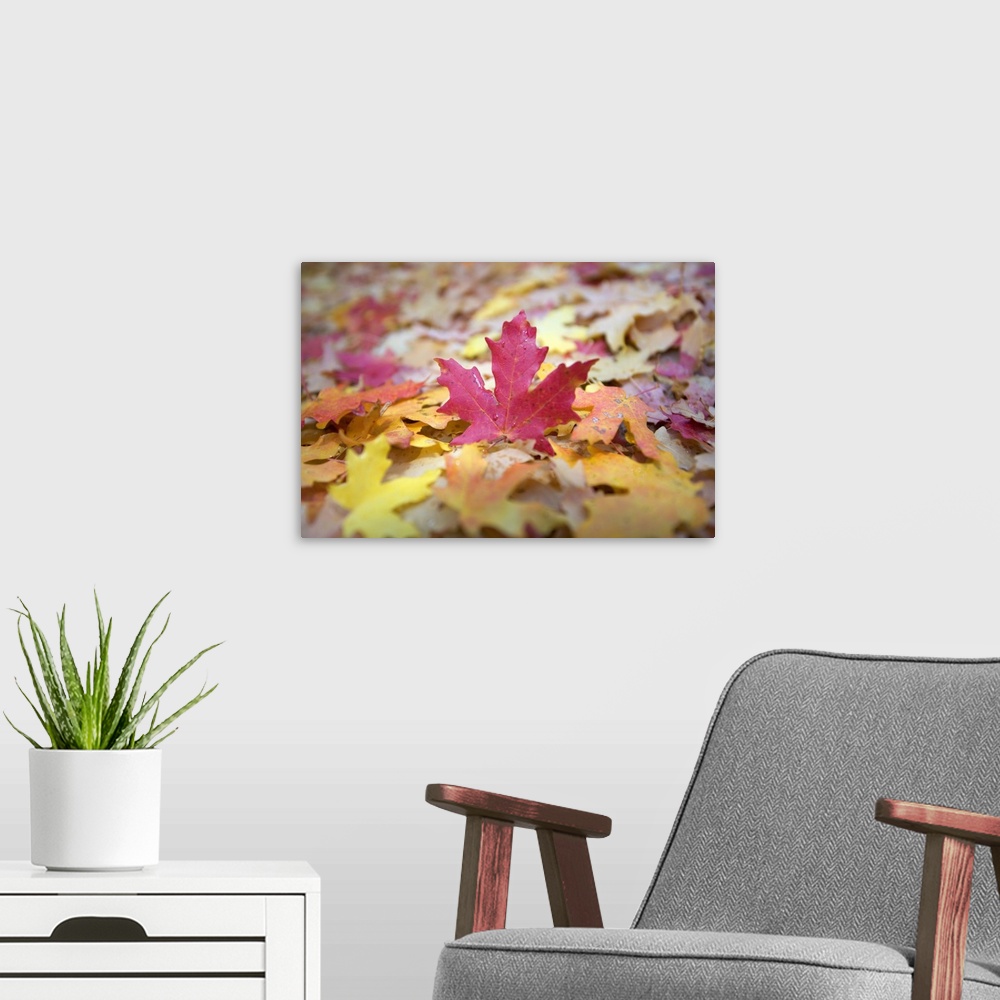 A modern room featuring Fallen Autumn Color Maple Tree Leaves