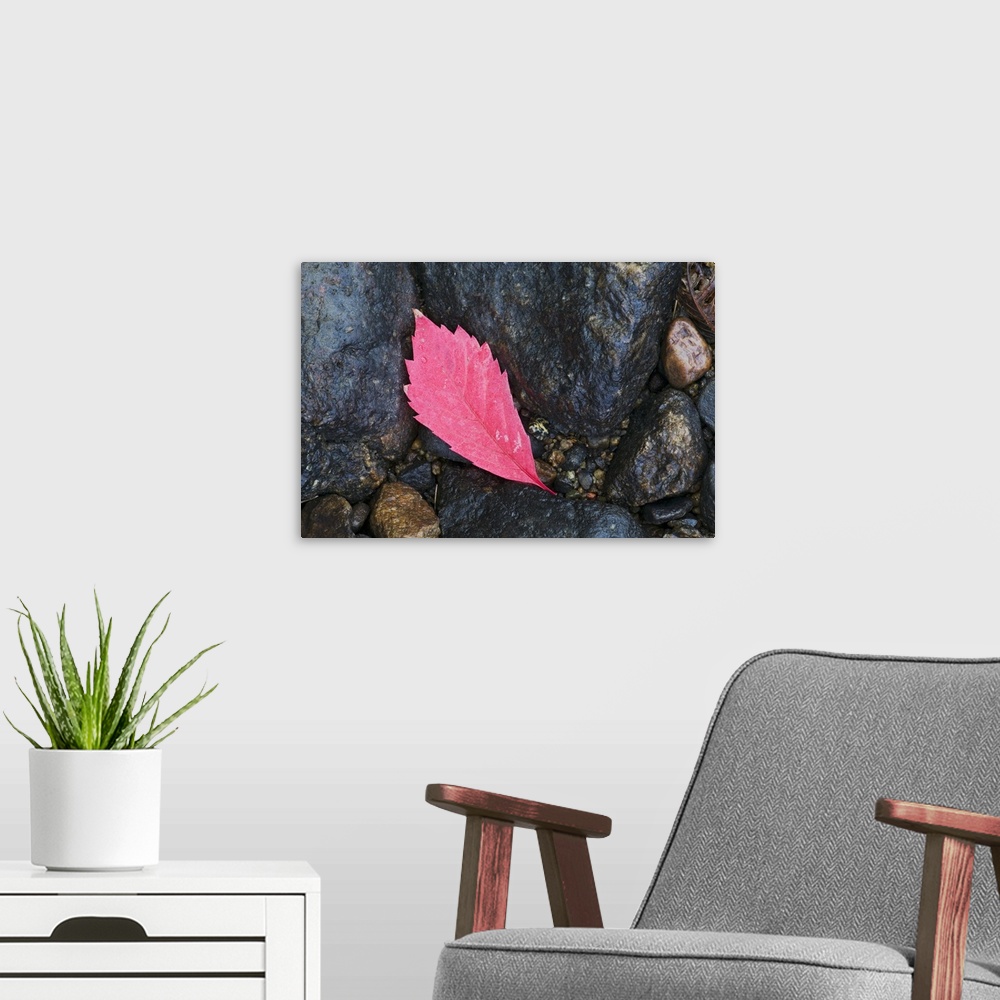 A modern room featuring Fallen autumn color virginia creeper leaf on wet rocks, Superior National Forest, Minnesota