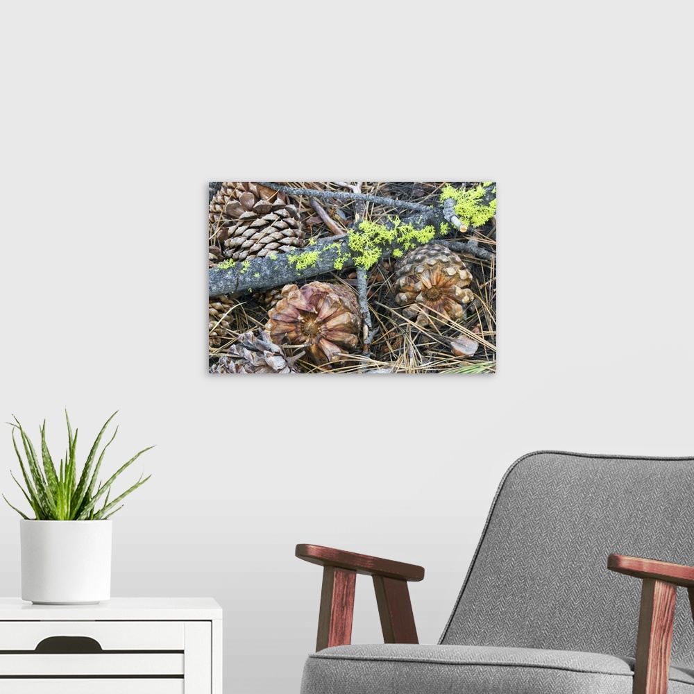 A modern room featuring Fallen Pine Cones And Sticks With Lichen