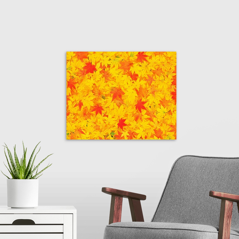 A modern room featuring Fallen yellow and orange maple leaves
