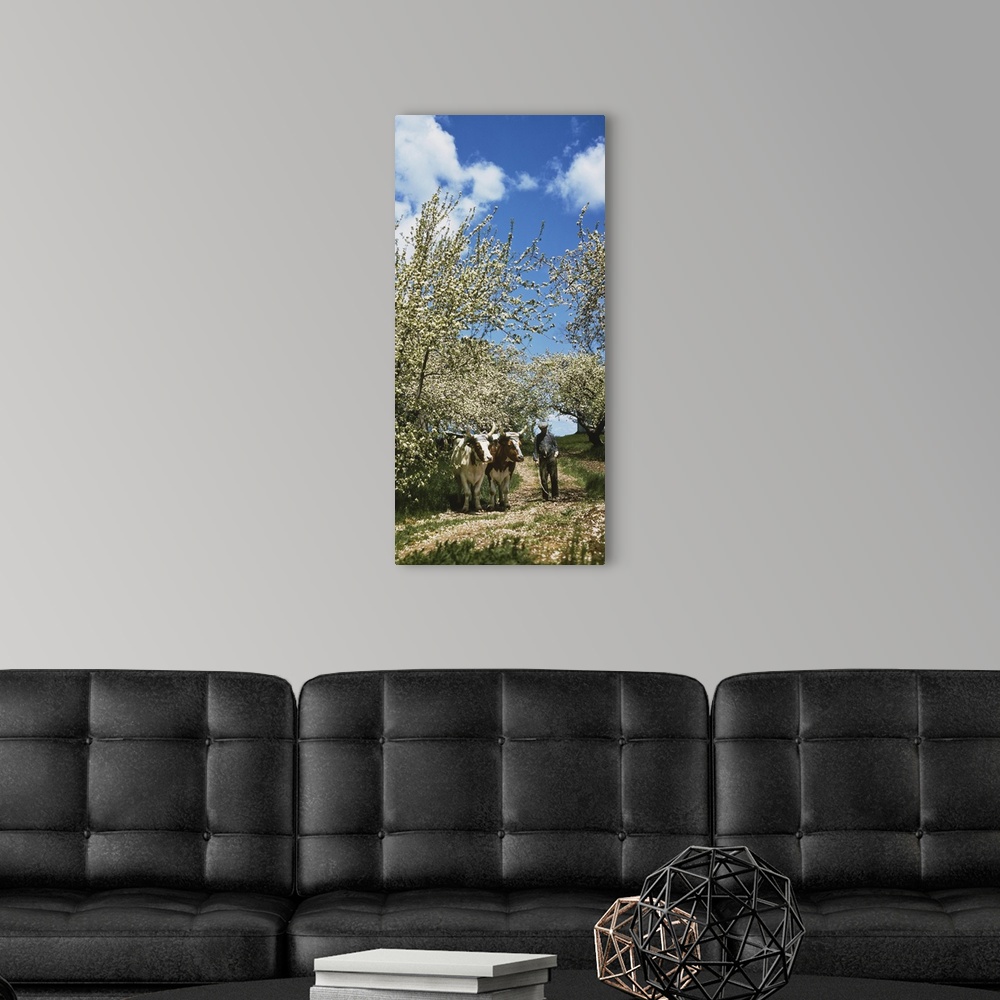 A modern room featuring Farmer standing with two oxens on a dirt road, Canning, Annapolis County, Nova Scotia, Canada