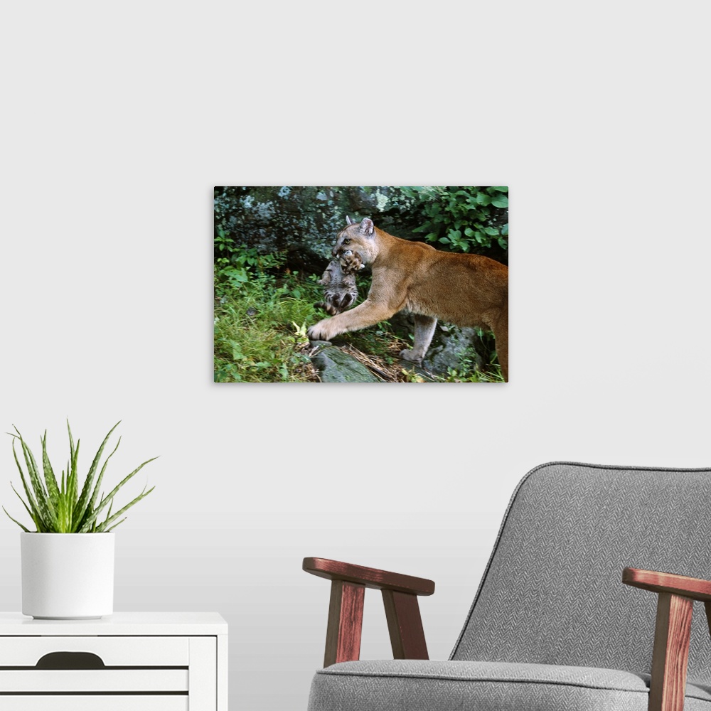 A modern room featuring Female cougar carrying cub in mouth, Minnesota