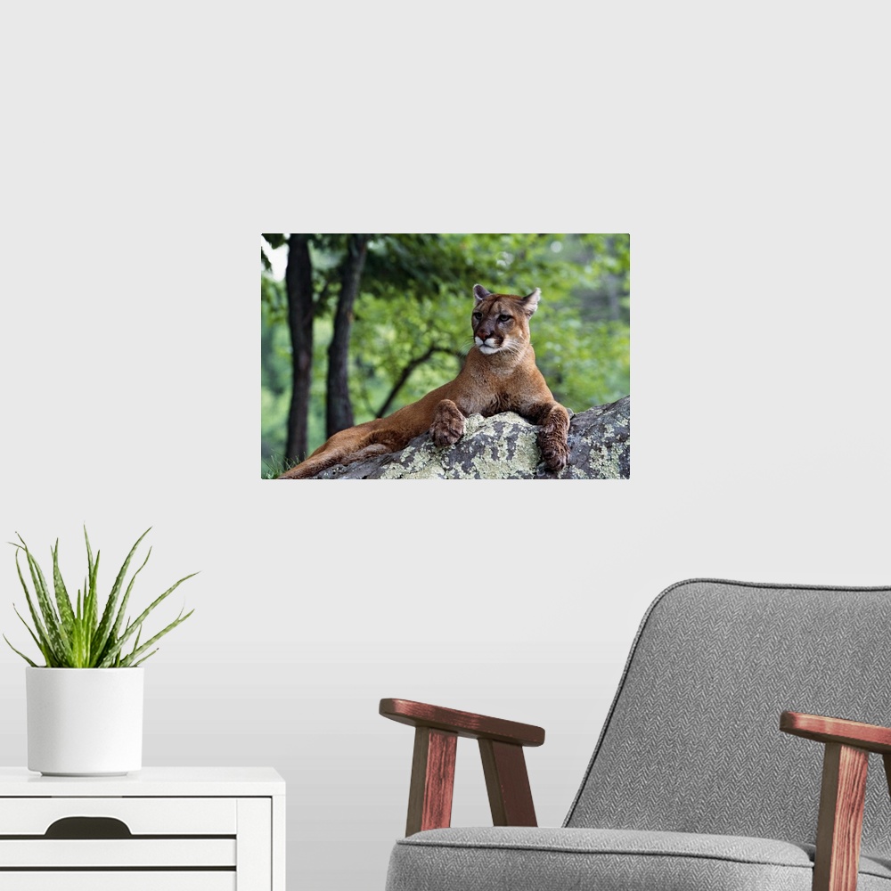 A modern room featuring Female cougar lying on rock, Minnesota