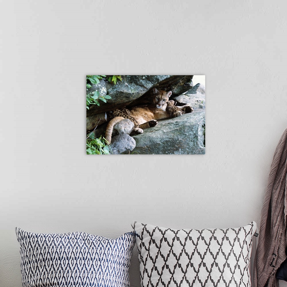A bohemian room featuring Female cougar lying under rock overhang with cubs, Minnesota