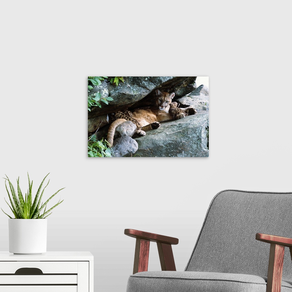 A modern room featuring Female cougar lying under rock overhang with cubs, Minnesota