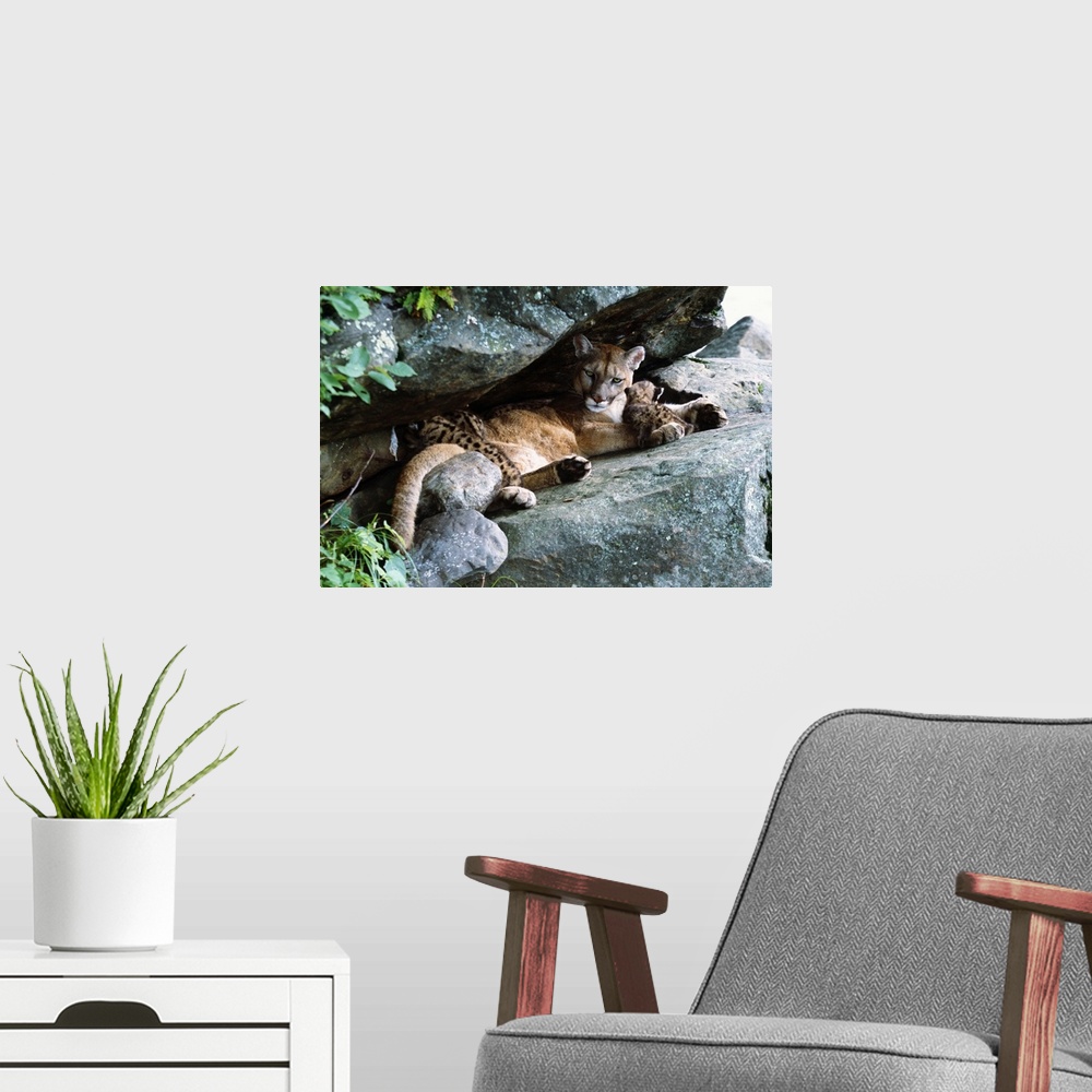A modern room featuring Female cougar lying under rock overhang with cubs, Minnesota