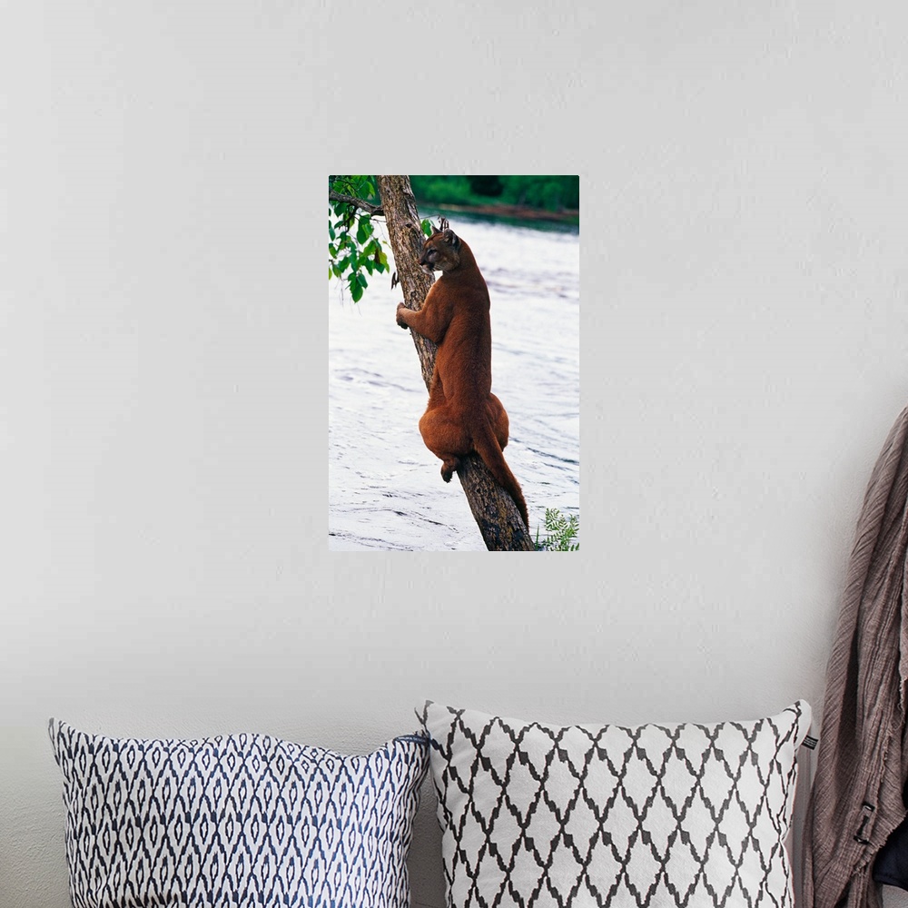 A bohemian room featuring Female cougar perched on leaning tree trunk, Minnesota