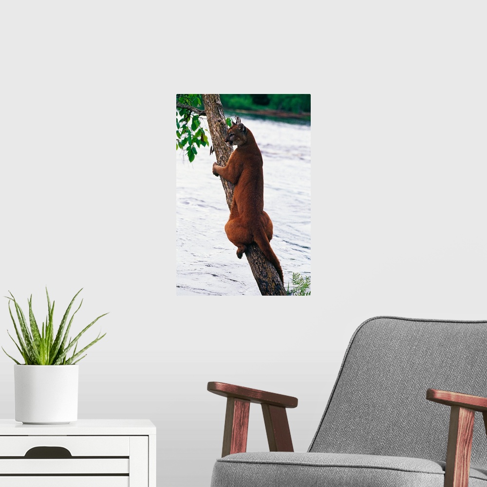 A modern room featuring Female cougar perched on leaning tree trunk, Minnesota