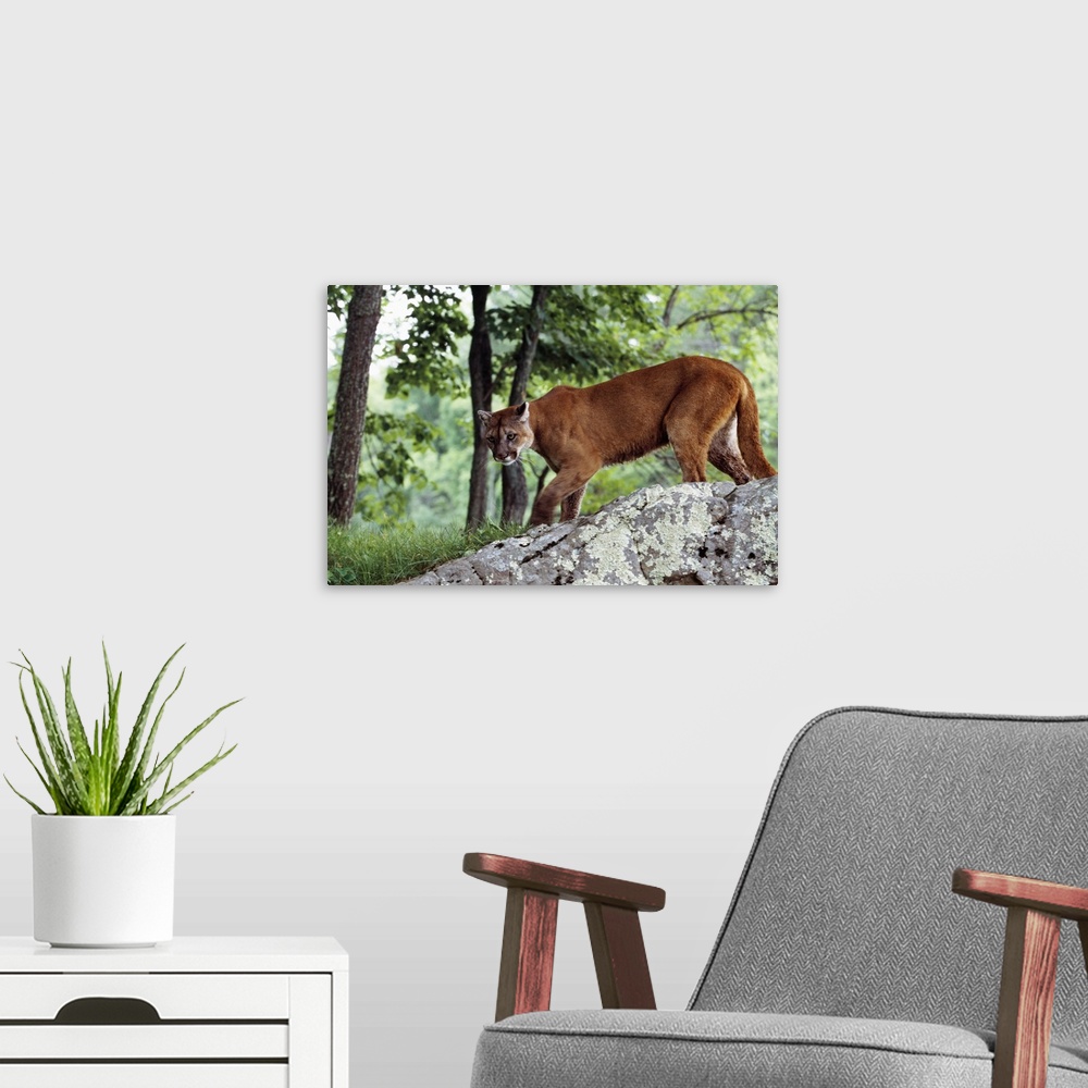 A modern room featuring Female cougar stalking, Minnesota