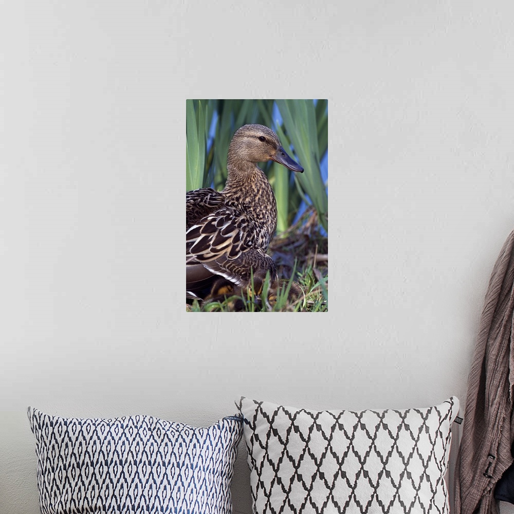 A bohemian room featuring Female mallard duck sitting with chicks in tall grass, profile, Ohio
