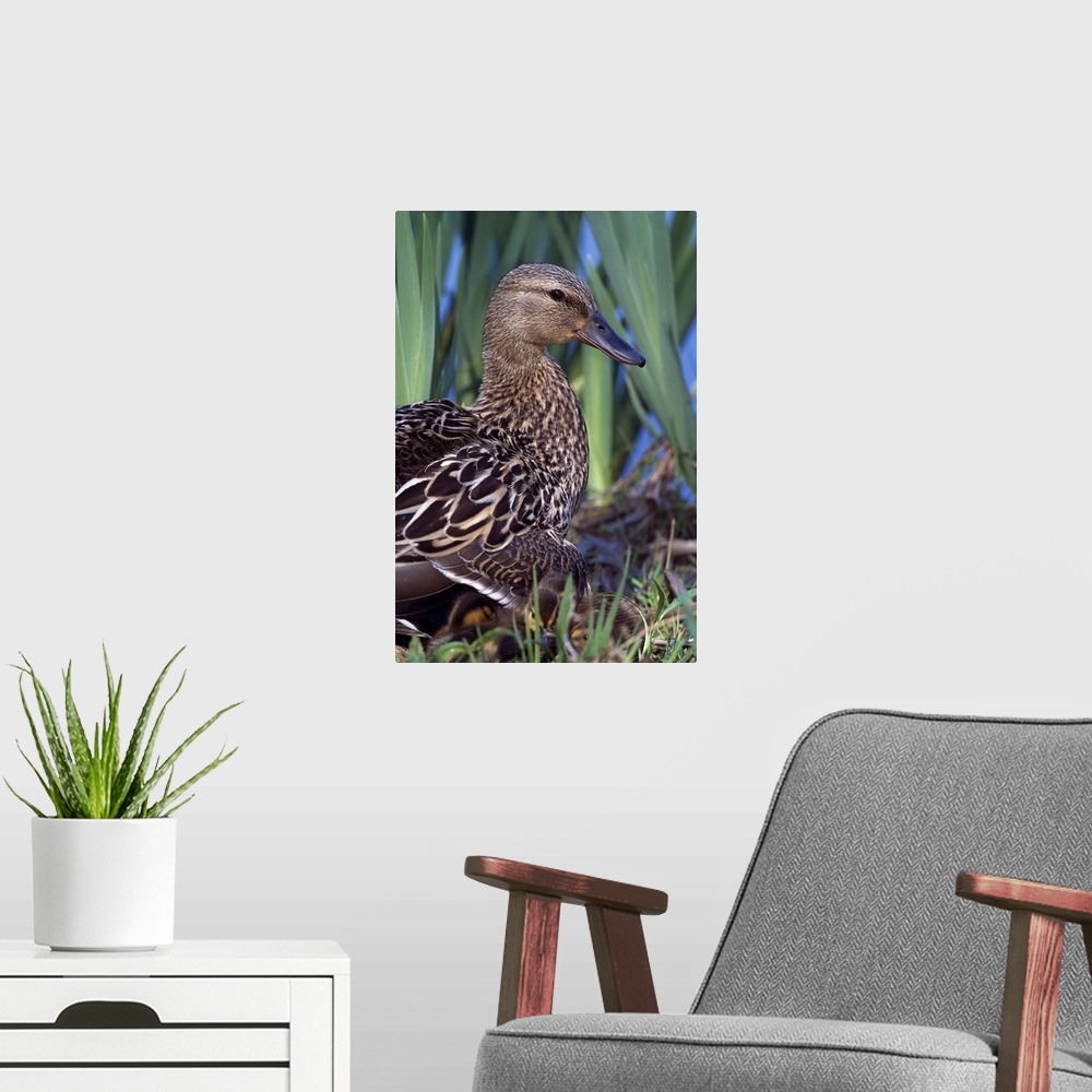 A modern room featuring Female mallard duck sitting with chicks in tall grass, profile, Ohio