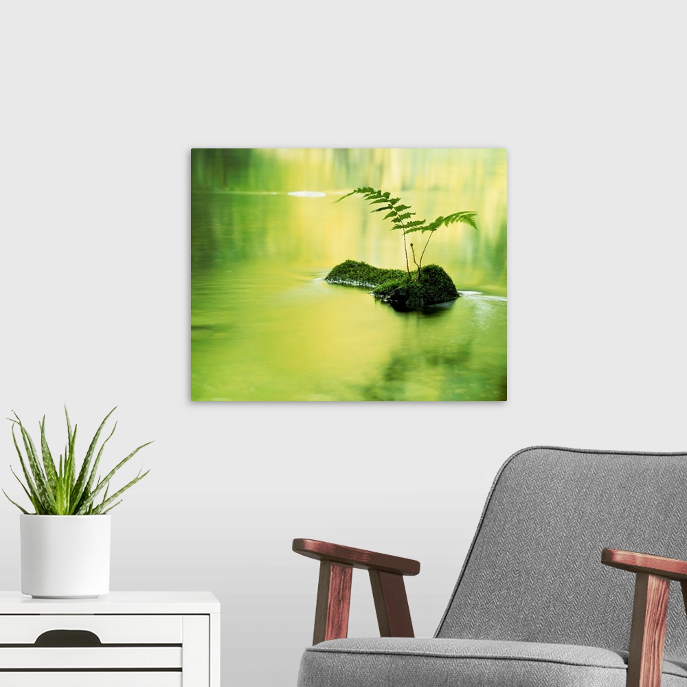 A modern room featuring Fern plant in water
