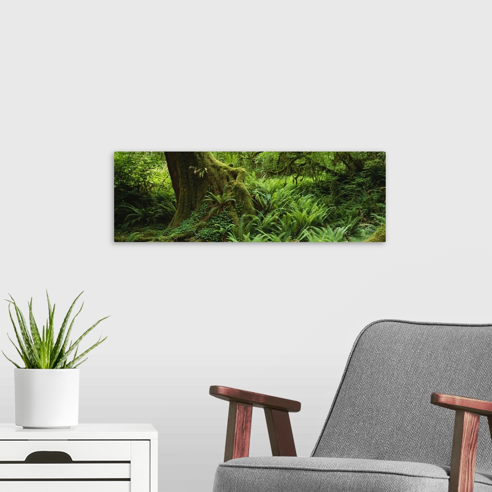 A modern room featuring Ferns and vines along a tree with moss on it, Hoh Rainforest, Olympic National Forest, Washington...