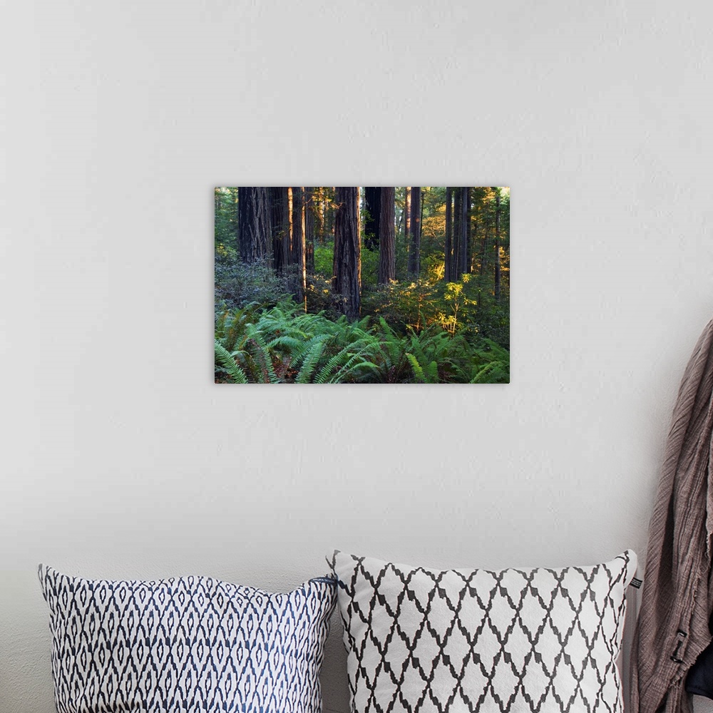 A bohemian room featuring The trunks of massive trees are photographed in a dense forest.