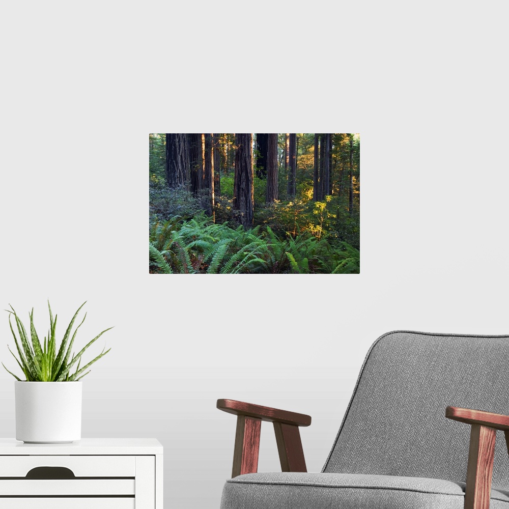 A modern room featuring The trunks of massive trees are photographed in a dense forest.
