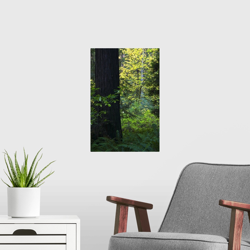 A modern room featuring Ferns growing beside redwood tree, Redwood National Park, California