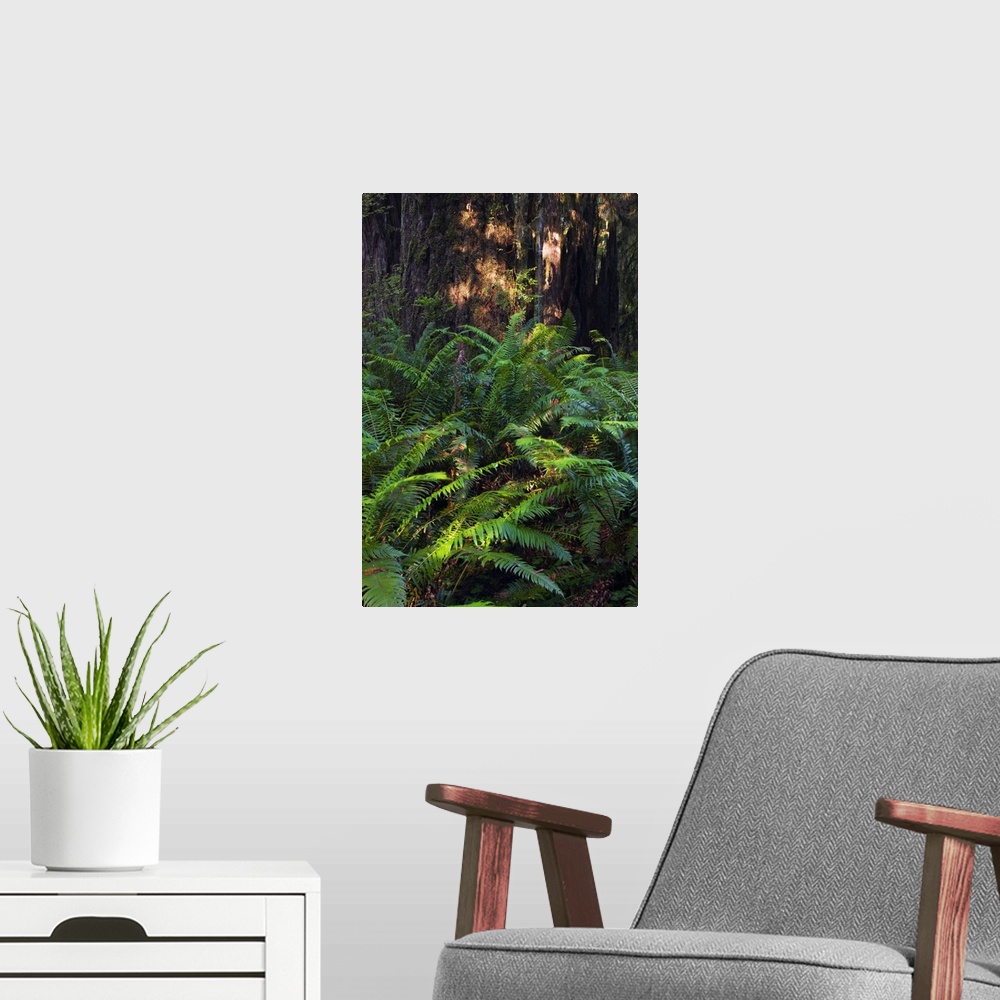 A modern room featuring Ferns growing beside redwood trees, Prairie Creek Redwoods State Park, California