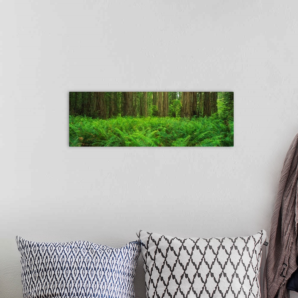 A bohemian room featuring Panoramic photograph of dense forest floor filled with plants.