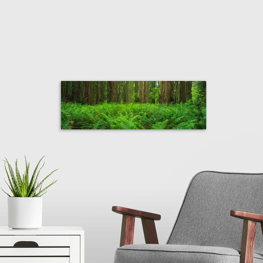 A modern room featuring Panoramic photograph of dense forest floor filled with plants.