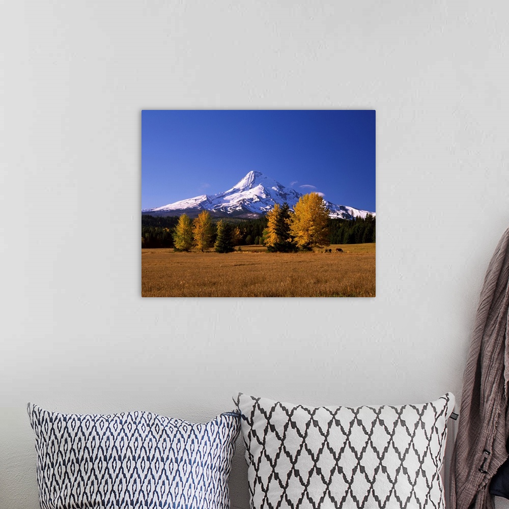 A bohemian room featuring Crop in a field with a mountain range in the background, Mt Hood, Upper Hood River Valley, Oregon...