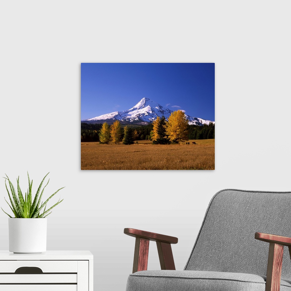 A modern room featuring Crop in a field with a mountain range in the background, Mt Hood, Upper Hood River Valley, Oregon...