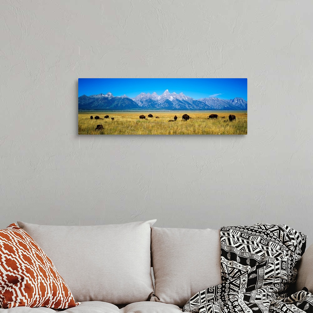 A bohemian room featuring A photograph of bison grazing in the foreground on the plains with mountains in the distance on t...