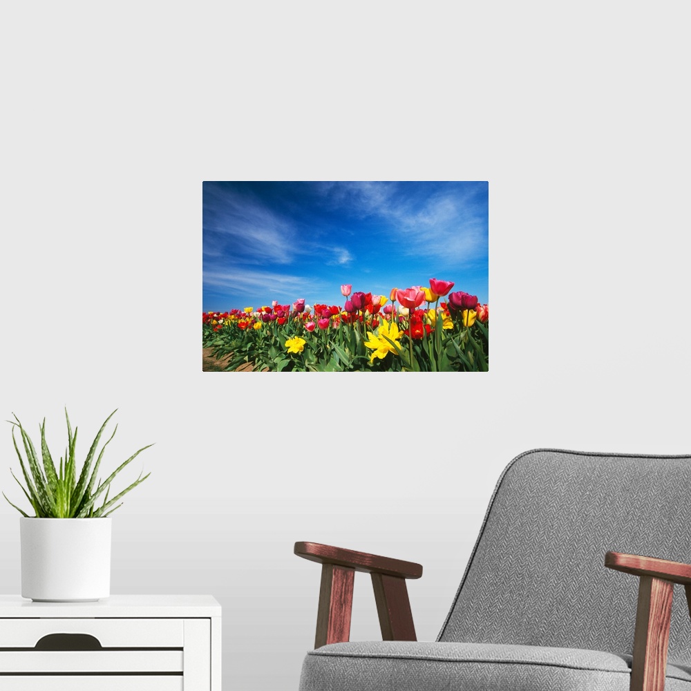 A modern room featuring Field of blooming tulip flowers, Willamette Valley, Oregon, united states,