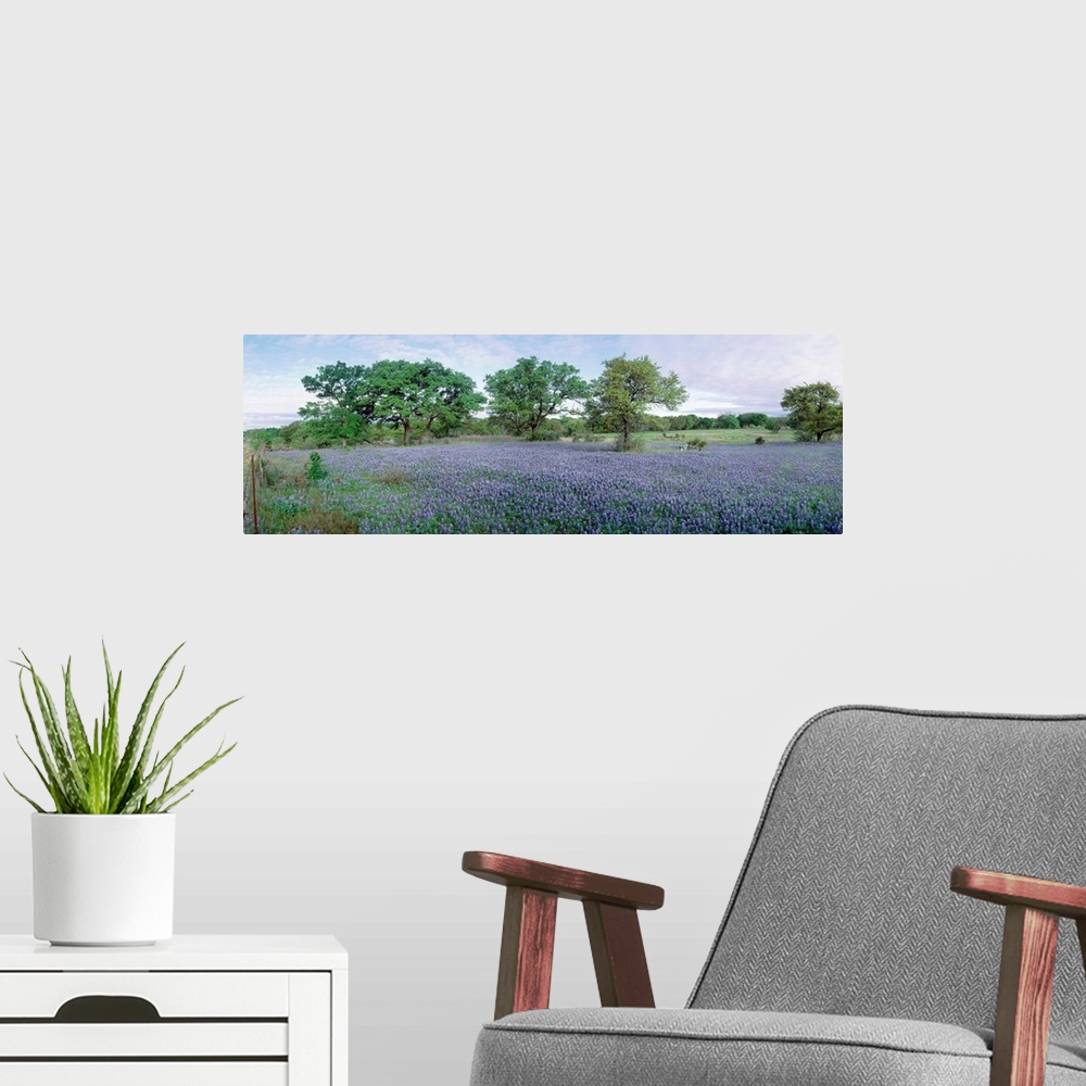 A modern room featuring Panoramic photograph shows an open landscape filled with an abundance of colorful flowers.  At th...