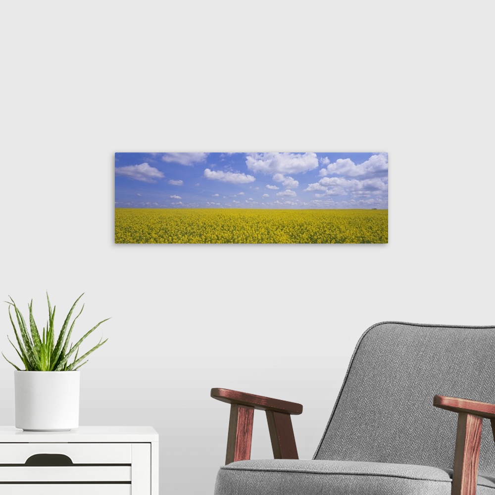 A modern room featuring Field of canola plants, Cardston, Alberta, Canada