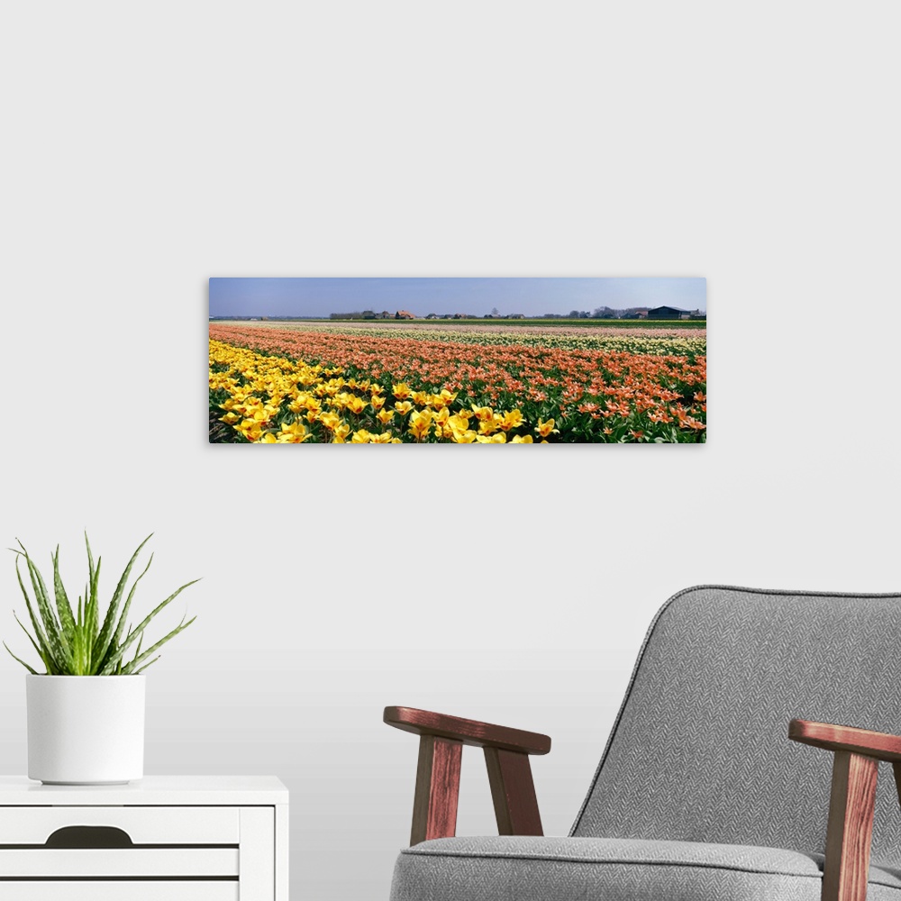 A modern room featuring Field of Flowers Egmond Netherlands