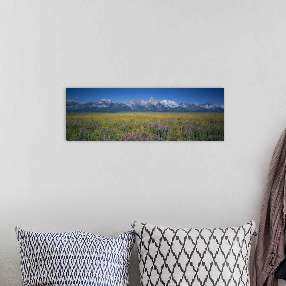 A bohemian room featuring Field of flowers, Grand Teton National Park, Wyoming
