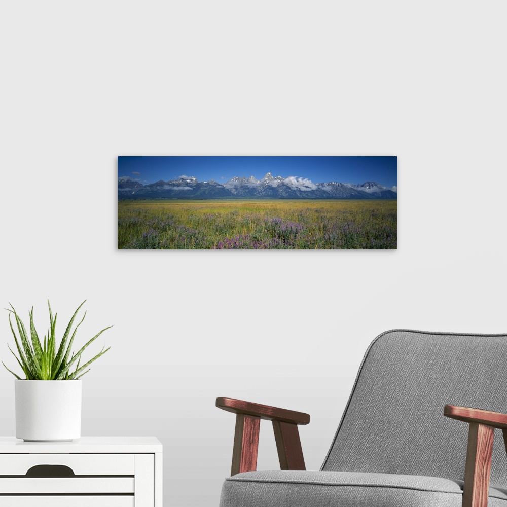 A modern room featuring Field of flowers, Grand Teton National Park, Wyoming