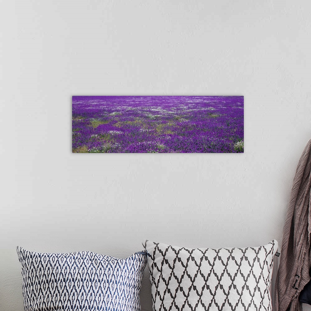 A bohemian room featuring Panoramic photograph on a big wall hanging of a vast field of purple wildflowers in Planicies, Po...